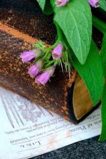 Comfrey