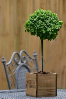 Greek Basil