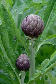 Artichoke