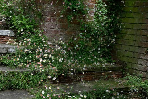 Mexican fleabane