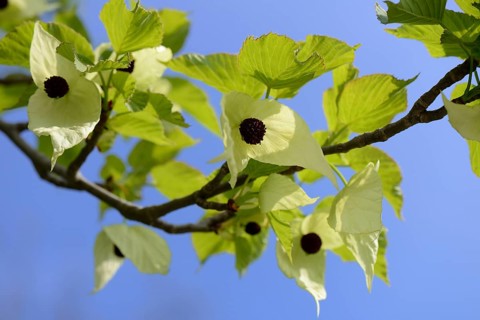Handkerchief tree
