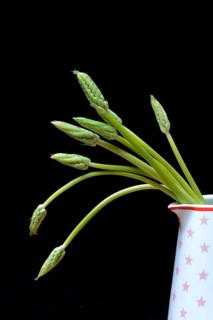 Pyrenees-Star-of-Bethlehem