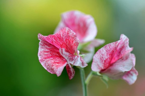 Sweet pea