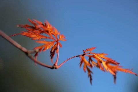 Japanese maple