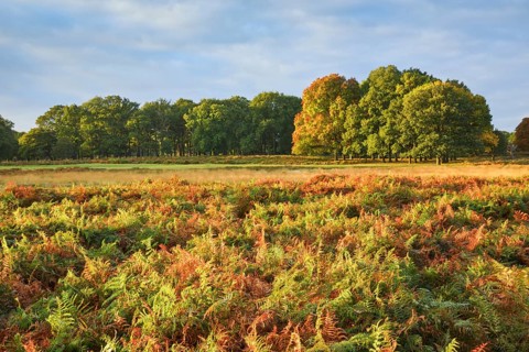 Richmond Park