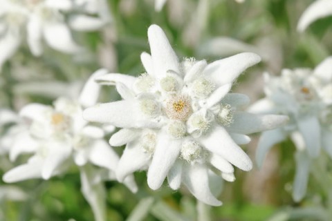 Alpine Edelweiss