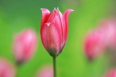 Wild tulips