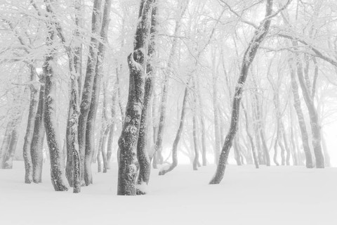 Beeches