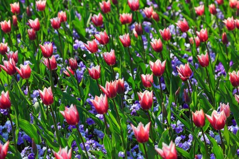 Tulips and violets