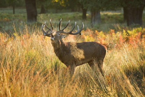Red Deer or Hart