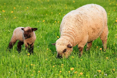 Brown-headed meat sheep