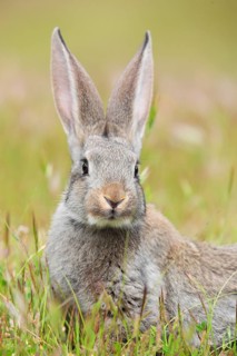 Wild rabbit