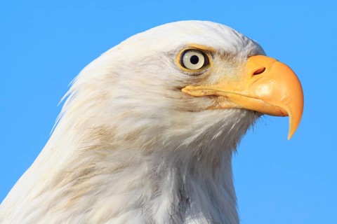 Bald eagle