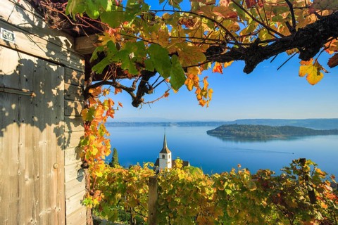 Vineyards near Ligerz on Lake Biel
