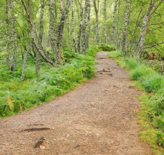 Footpath in birch forest