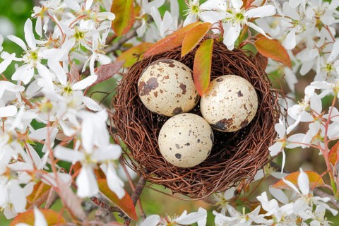 Nest in weeping pear tree