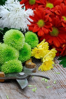 Chrysanthemums on wooden board