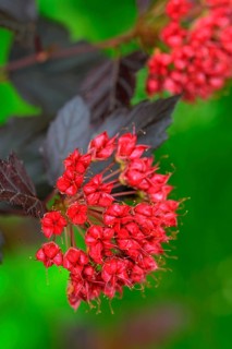 Dark red bladder piers