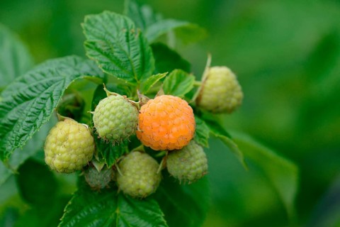Yellow raspberry