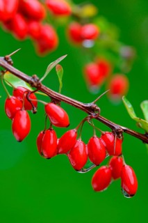 Barberry berries