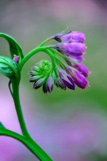 Comfrey