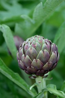 Artichoke