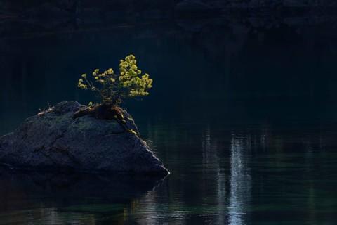 Pine on rocks in lake