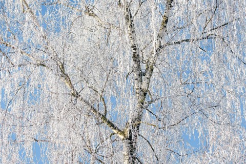 Silver birch