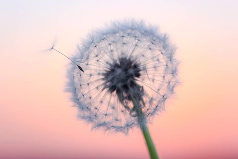 Dandelion