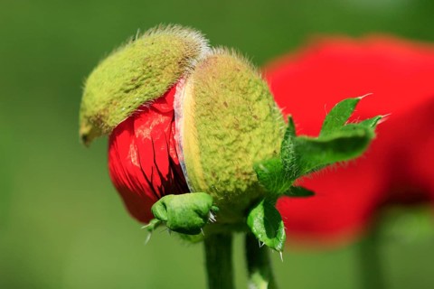 Red Poppy