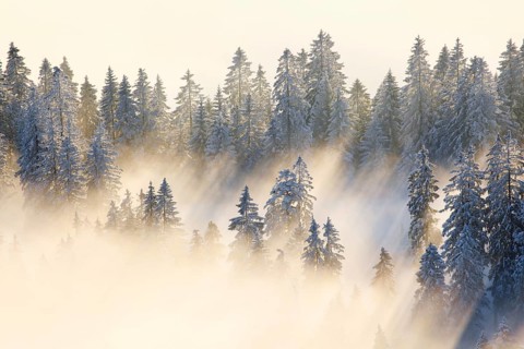 Snowy fir forest
