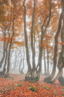 Beech forest in autumn