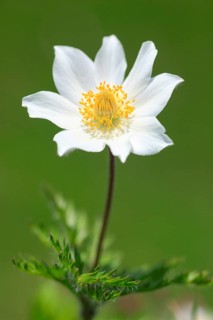 Alpine pasqueflower