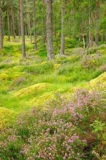 Caledonian pine forest