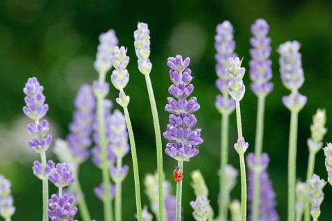 Two-spotted ladybird on lavender flower