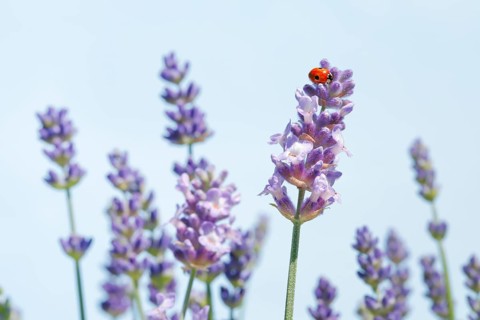 Two-spotted ladybird on lavender flower