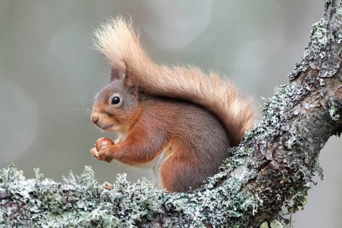 Eurasian red squirrel