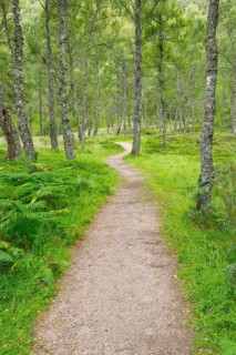 Footpath in birch forest