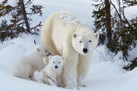 Polar bears