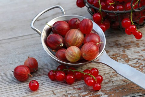 Gooseberries in sieve and Redcurrants