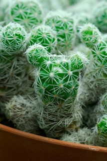 (Mammillaria gracilis)