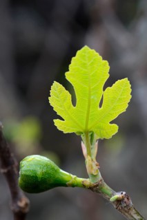 Fig