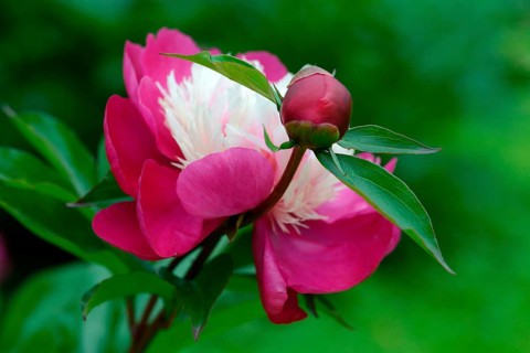 Chinese peony