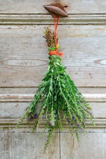 Herb hyssop