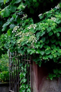 Mountain hydrangea
