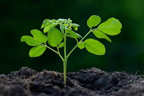 Moringa