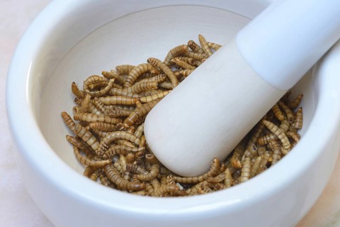 Mealworms in grating bowl
