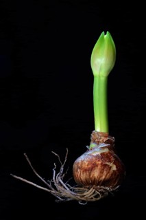 Amaryllis hippeastrum