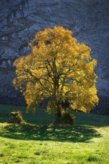 Mountain maple