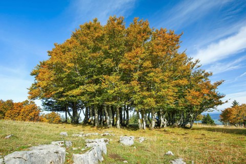 Beech